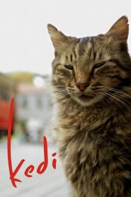 Nove vidas: Gatos em Istambul (2017) Online