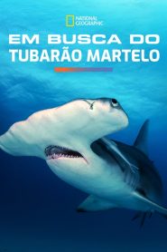 Em Busca do Tubarão Martelo (2016) Online