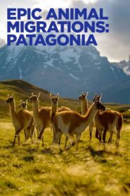 Migrações Animais Épicas: Patagônia (2023) Online